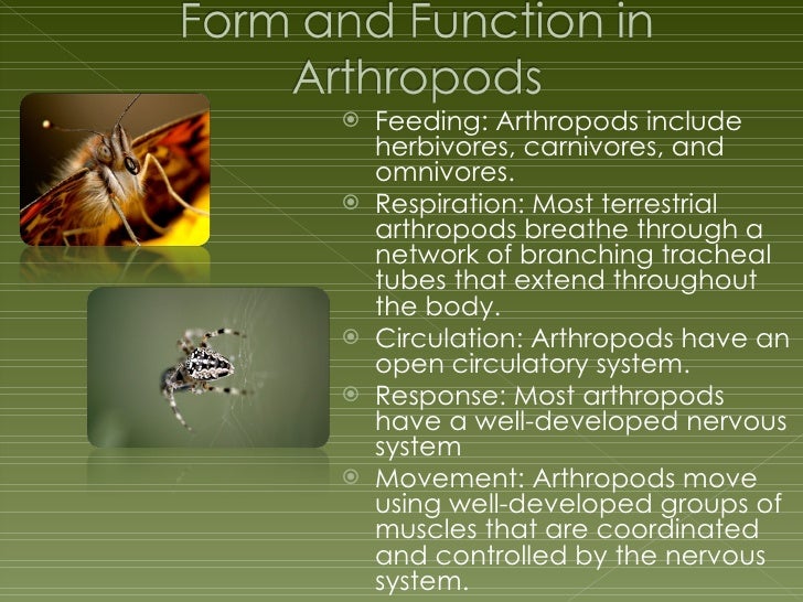 CH 28 Introduction To Arthropods