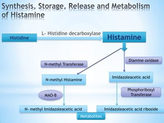 L- Histidine decarboxylase
Histamine
Histidine
N-methyl Transferase
Diamine oxidase
N-methyl Histamine
Imidazoleacetic acid
N- methyl Imidazoleacetic acid
MAO-B
Phosphoribosyl
Transferase
Imidazoleacetic acid riboside
Metabolites
 