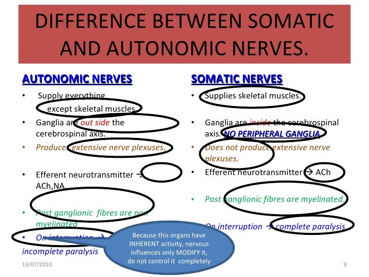 ️ Somatic nervous system function. Somatic Nervous System. 2019-02-05