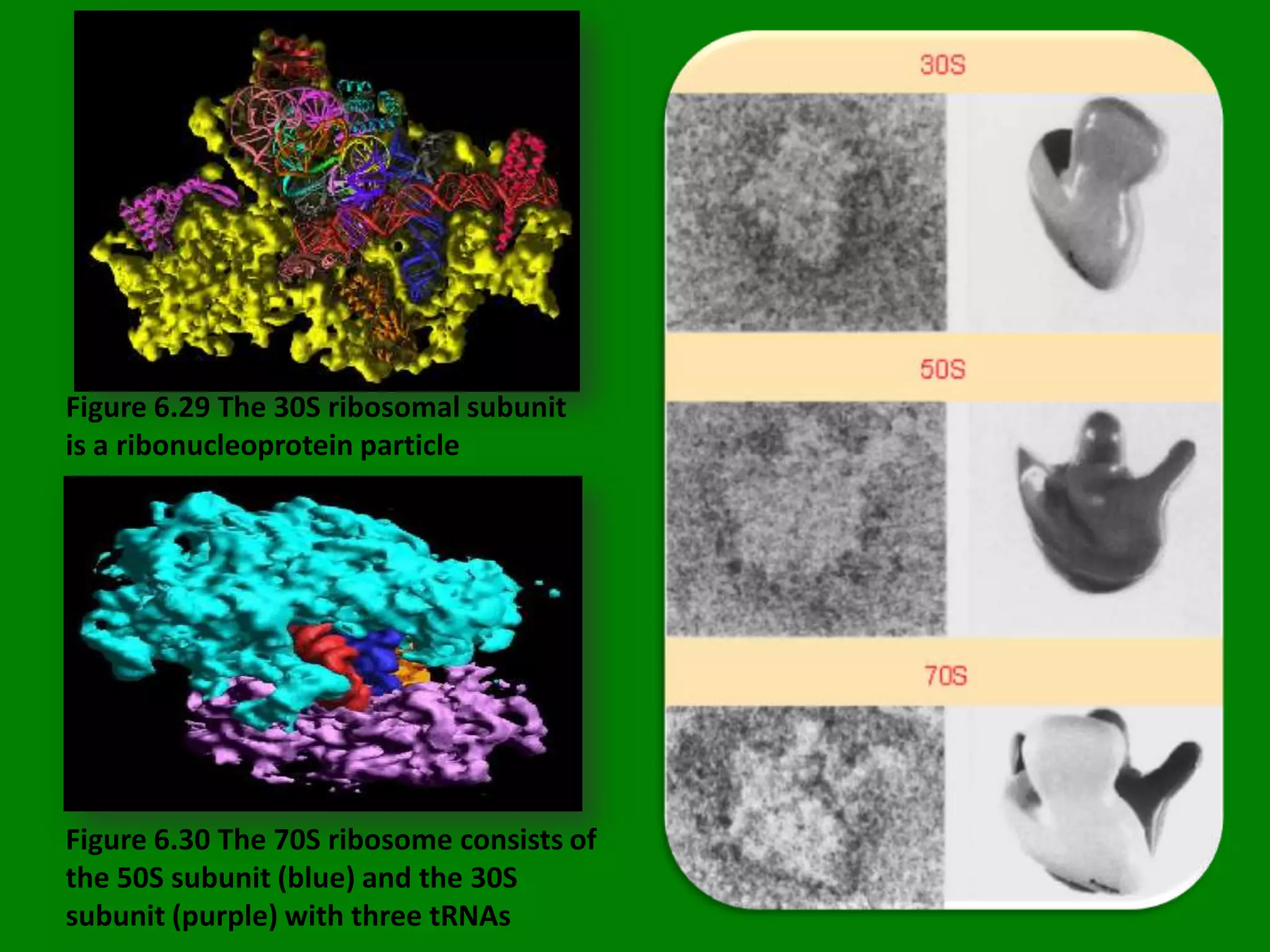 Introduction to bacteria, structure and function | PPTX