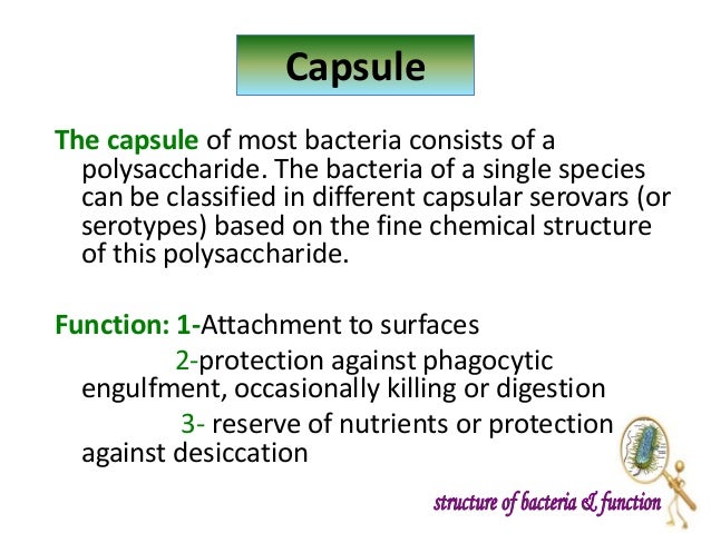 What Is The Function Of A Capsule Prokaryotic Capsule Function