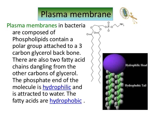 Introduction to bacteria, structure and function