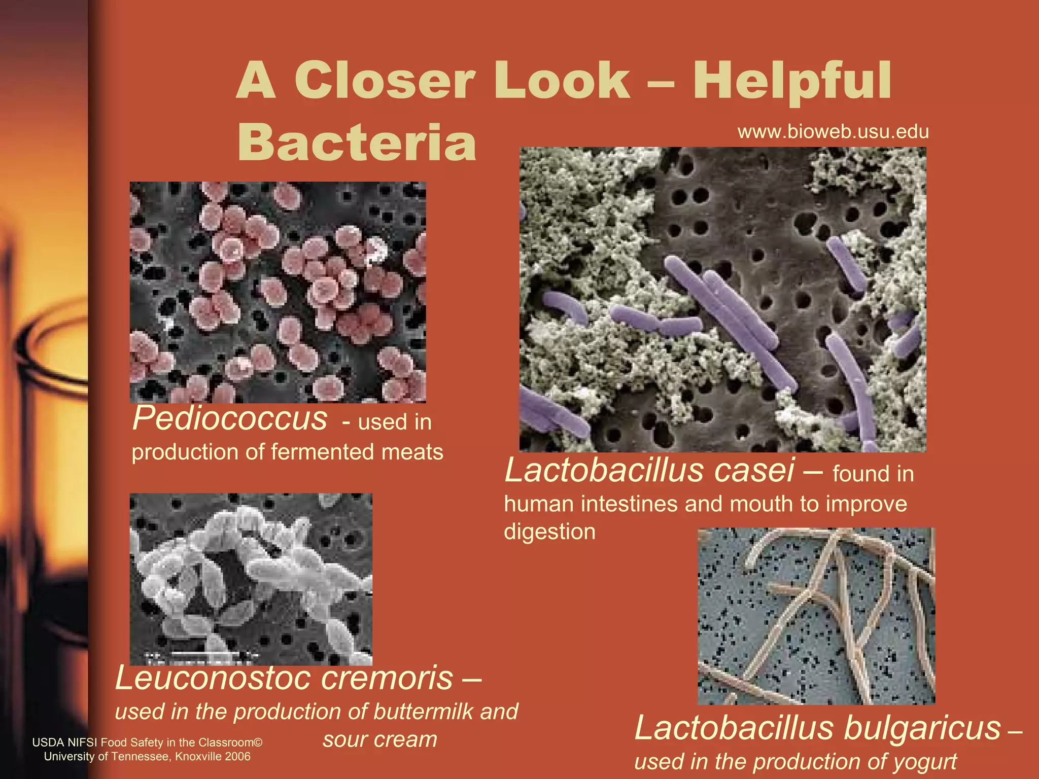 A Closer Look – Helpful
                                     Bacteria                               www.bioweb.usu.edu




                 Pediococcus               - used in
                 production of fermented meats
                                                       Lactobacillus casei – found in
                                                       human intestines and mouth to improve
                                                       digestion




              Leuconostoc cremoris –
             used in the production of buttermilk and
USDA NIFSI Food Safety in the Classroom© sour cream               Lactobacillus bulgaricus –
 University of Tennessee, Knoxville 2006
                                                                  used in the production of yogurt
 