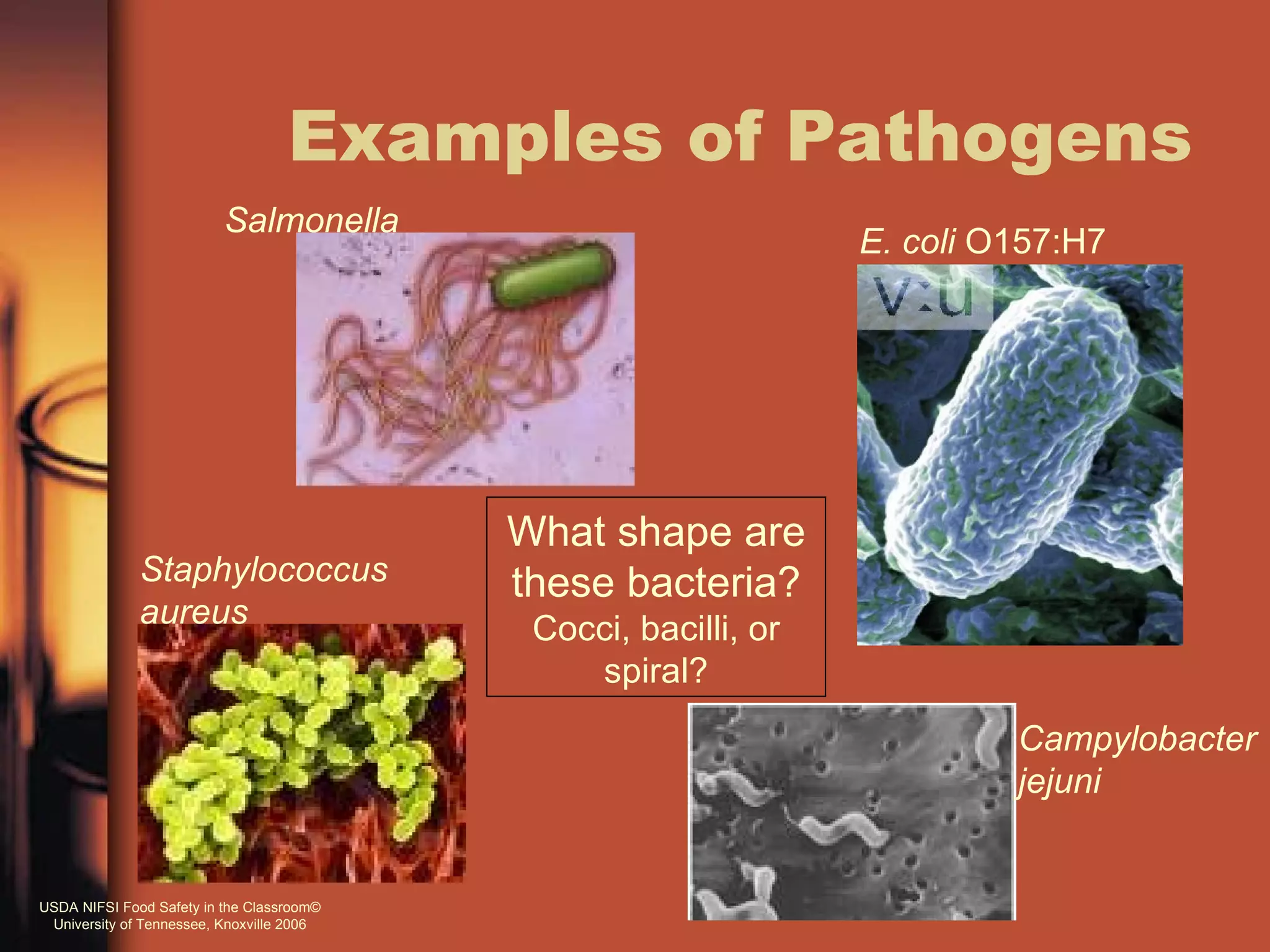 Examples of Pathogens
                          Salmonella
                                                                 E. coli O157:H7




                                           What shape are
              Staphylococcus               these bacteria?
              aureus                        Cocci, bacilli, or
                                               spiral?
                                                                          Campylobacter
                                                                          jejuni


USDA NIFSI Food Safety in the Classroom©
 University of Tennessee, Knoxville 2006
 