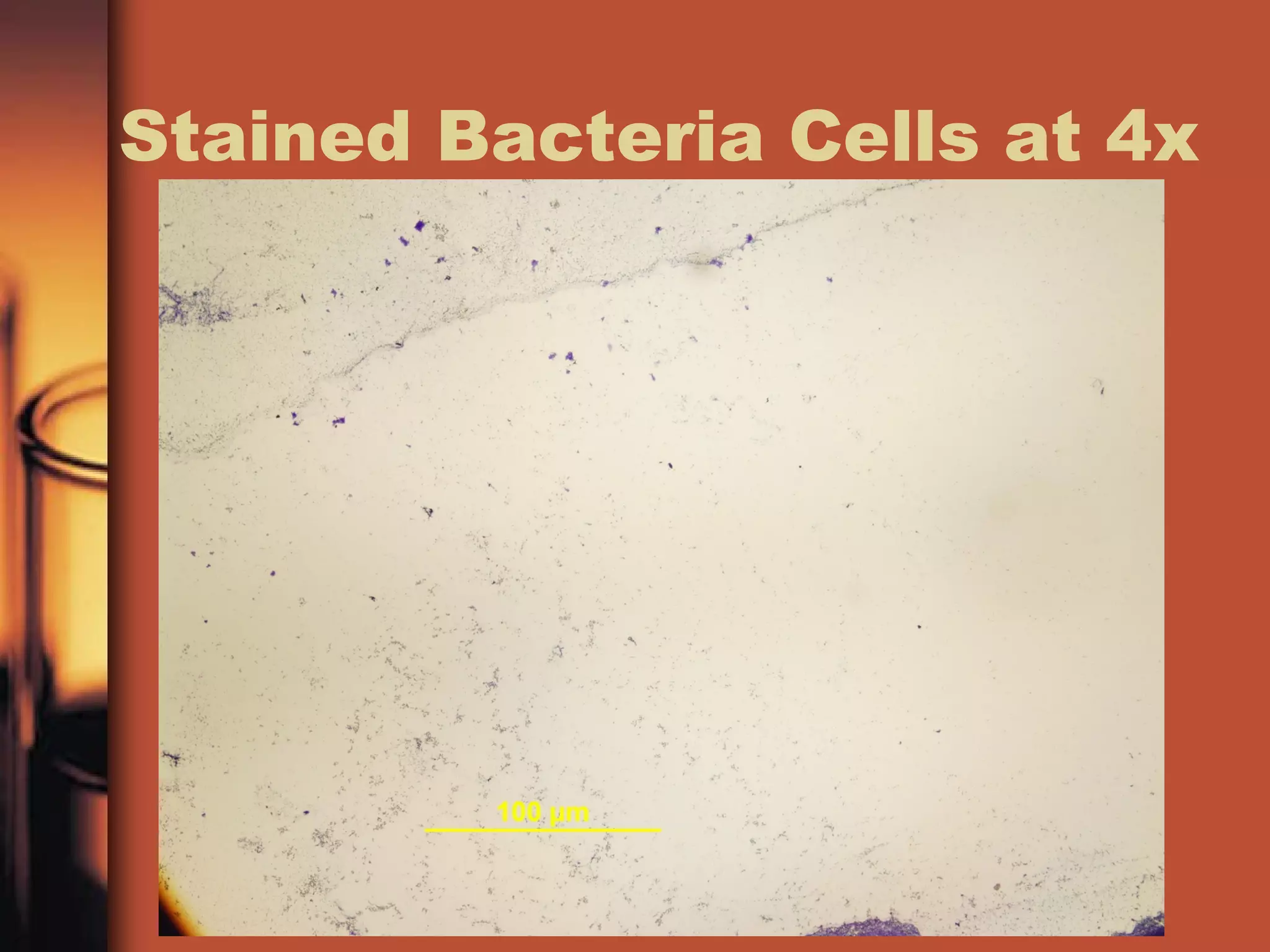 Stained Bacteria Cells at 4x
 