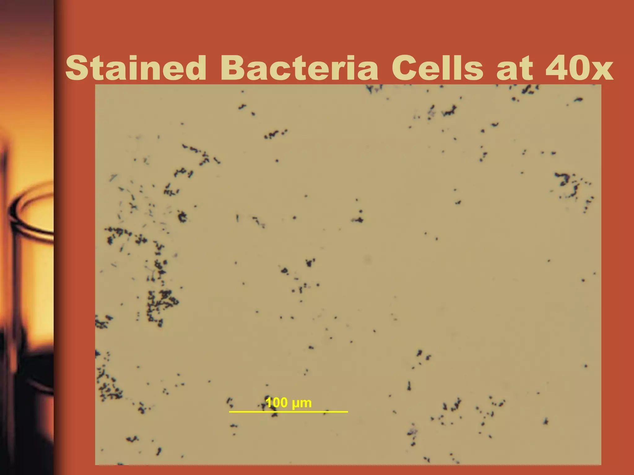 Stained Bacteria Cells at 40x
 