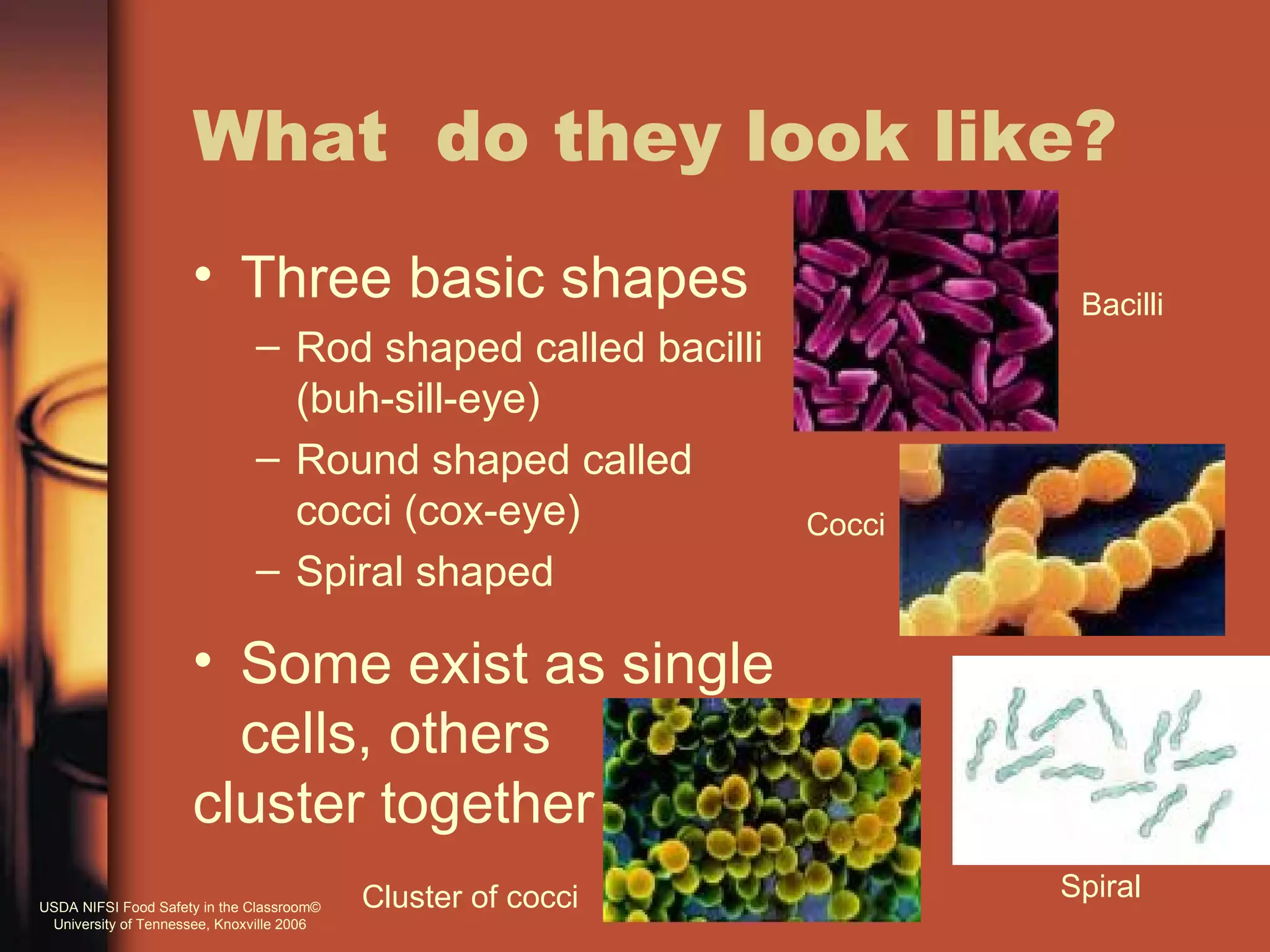 What do they look like?
                     • Three basic shapes                              Bacilli
                              – Rod shaped called bacilli
                                (buh-sill-eye)
                              – Round shaped called
                                cocci (cox-eye)               Cocci
                              – Spiral shaped

                     • Some exist as single
                       cells, others
                     cluster together
USDA NIFSI Food Safety in the Classroom©   Cluster of cocci           Spiral
 University of Tennessee, Knoxville 2006
 