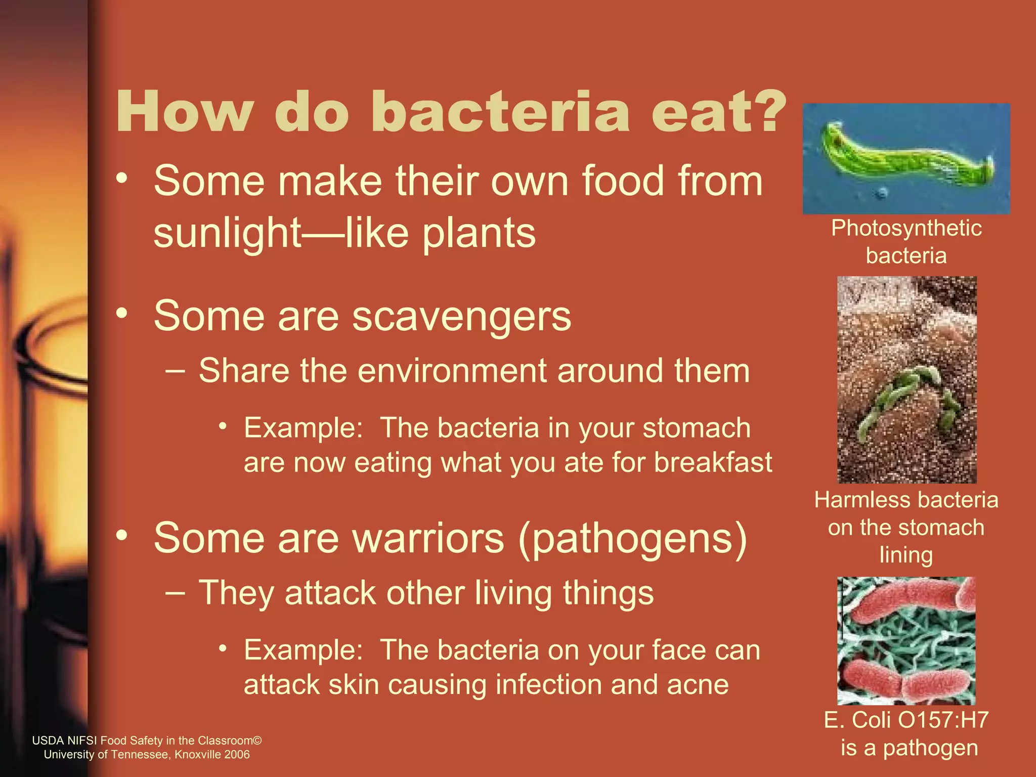 How do bacteria eat?
              • Some make their own food from
                sunlight—like plants                                           Photosynthetic
                                                                                  bacteria

              • Some are scavengers
                       – Share the environment around them
                                • Example: The bacteria in your stomach
                                  are now eating what you ate for breakfast
                                                                              Harmless bacteria
              • Some are warriors (pathogens)                                  on the stomach
                                                                                    lining
                       – They attack other living things
                                • Example: The bacteria on your face can
                                  attack skin causing infection and acne
                                                                              E. Coli O157:H7
USDA NIFSI Food Safety in the Classroom©
 University of Tennessee, Knoxville 2006                                       is a pathogen
 