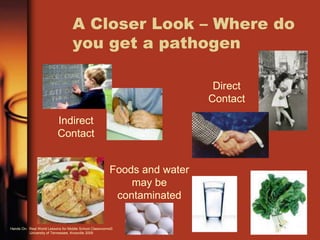 A Closer Look – Where do
you get a pathogen
Indirect
Contact
Direct
Contact
Foods and water
may be
contaminated
Hands On: Real World Lessons for Middle School Classrooms©
University of Tennessee, Knoxville 2009
 