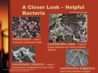 A Closer Look – Helpful
Bacteria
Pediococcus - used in
production of fermented meats
Leuconostoc cremoris – used in
the production of buttermilk and sour cream
Lactobacillus casei – found in
human intestines and mouth to improve
digestion
Lactobacillus bulgaricus –
used in the production of yogurt
www.bioweb.usu.edu
Hands On: Real World Lessons for Middle School Classrooms©
University of Tennessee, Knoxville 2009
 