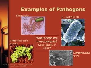 Examples of Pathogens
Salmonella
Staphylococcus
aureus
Campylobacter
jejuni
E. coli O157:H7
What shape are
these bacteria?
Cocci, bacilli, or
spiral?
Hands On: Real World Lessons for Middle School Classrooms©
University of Tennessee, Knoxville 2009
 