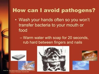 How can I avoid pathogens?
• Wash your hands often so you won’t
transfer bacteria to your mouth or
food
– Warm water with soap for 20 seconds,
rub hard between fingers and nails
Hands On: Real World Lessons for Middle School Classrooms©
University of Tennessee, Knoxville 2009
 