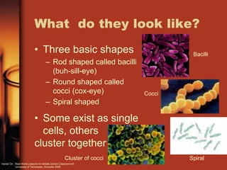 What do they look like?
• Three basic shapes
– Rod shaped called bacilli
(buh-sill-eye)
– Round shaped called
cocci (cox-eye)
– Spiral shaped
• Some exist as single
cells, others
cluster together
Bacilli
Spiral
Cocci
Cluster of cocci
Hands On: Real World Lessons for Middle School Classrooms©
University of Tennessee, Knoxville 2009
 