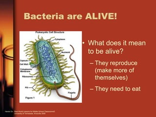 Bacteria are ALIVE!
• What does it mean
to be alive?
– They reproduce
(make more of
themselves)
– They need to eat
Hands On: Real World Lessons for Middle School Classrooms©
University of Tennessee, Knoxville 2009
 