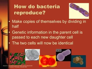• Make copies of themselves by dividing in
half
• Genetic information in the parent cell is
passed to each new daughter cell
• The two cells will now be identical
How do bacteria
reproduce?
Hands On: Real World Lessons for Middle School Classrooms©
University of Tennessee, Knoxville 2009
 