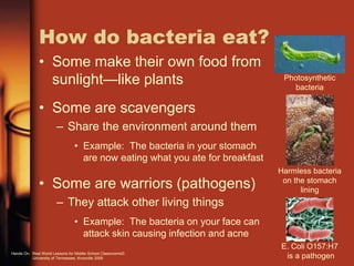 How do bacteria eat?
• Some make their own food from
sunlight—like plants
• Some are scavengers
– Share the environment around them
• Example: The bacteria in your stomach
are now eating what you ate for breakfast
• Some are warriors (pathogens)
– They attack other living things
• Example: The bacteria on your face can
attack skin causing infection and acne
Photosynthetic
bacteria
Harmless bacteria
on the stomach
lining
E. Coli O157:H7
is a pathogenHands On: Real World Lessons for Middle School Classrooms©
University of Tennessee, Knoxville 2009
 
