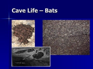 Introduction to basic caving | PPT