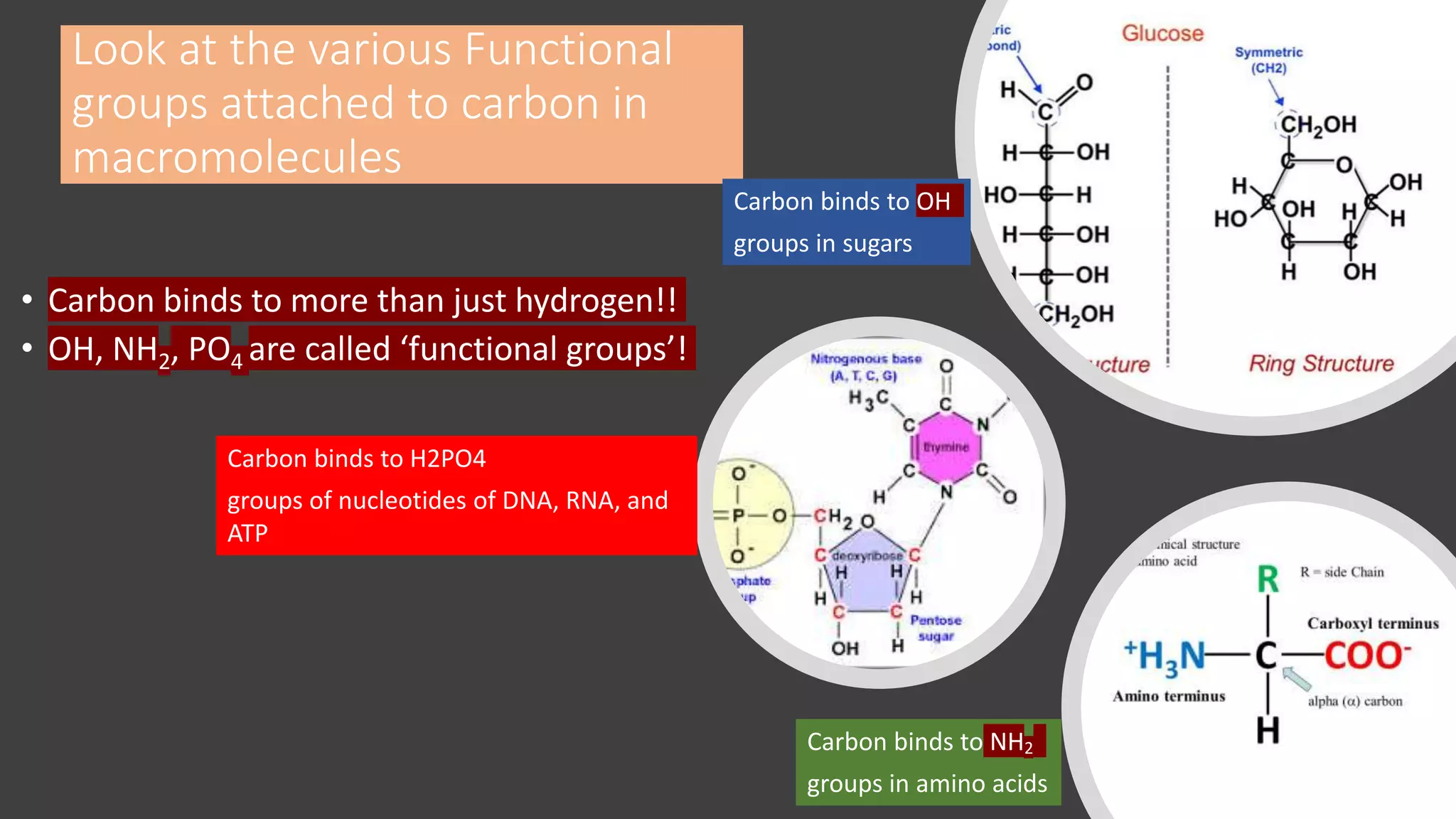 Look at the various Functional
groups attached to carbon in
macromolecules
• Carbon binds to more than just hydrogen!!
• OH, NH2, PO4 are called ‘functional groups’!
Carbon binds to NH2
groups in amino acids
Carbon binds to OH
groups in sugars
Carbon binds to H2PO4
groups of nucleotides of DNA, RNA, and
ATP
 