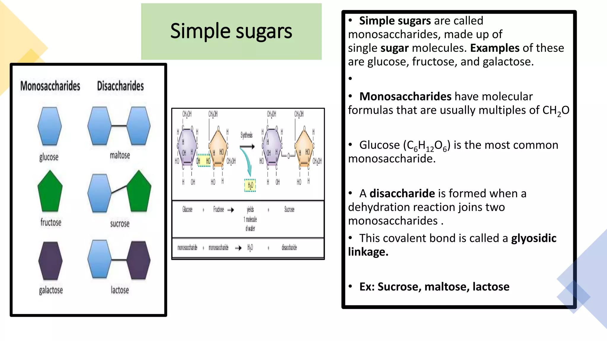 Simple sugars
• Simple sugars are called
monosaccharides, made up of
single sugar molecules. Examples of these
are glucose, fructose, and galactose.
•
• Monosaccharides have molecular
formulas that are usually multiples of CH2O
• Glucose (C6H12O6) is the most common
monosaccharide.
• A disaccharide is formed when a
dehydration reaction joins two
monosaccharides .
• This covalent bond is called a glyosidic
linkage.
• Ex: Sucrose, maltose, lactose
 