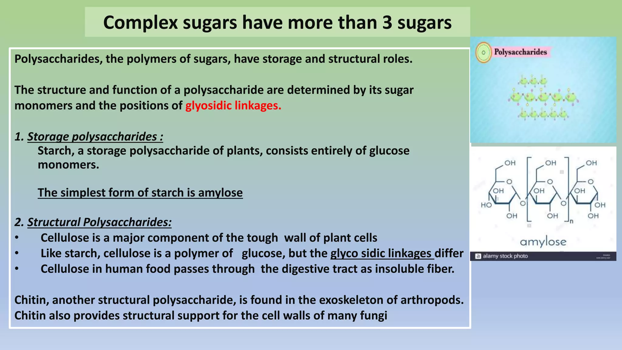 Polysaccharides, the polymers of sugars, have storage and structural roles.
The structure and function of a polysaccharide are determined by its sugar
monomers and the positions of glyosidic linkages.
1. Storage polysaccharides :
Starch, a storage polysaccharide of plants, consists entirely of glucose
monomers.
The simplest form of starch is amylose
2. Structural Polysaccharides:
• Cellulose is a major component of the tough wall of plant cells
• Like starch, cellulose is a polymer of glucose, but the glyco sidic linkages differ
• Cellulose in human food passes through the digestive tract as insoluble fiber.
Chitin, another structural polysaccharide, is found in the exoskeleton of arthropods.
Chitin also provides structural support for the cell walls of many fungi
Complex sugars have more than 3 sugars
 