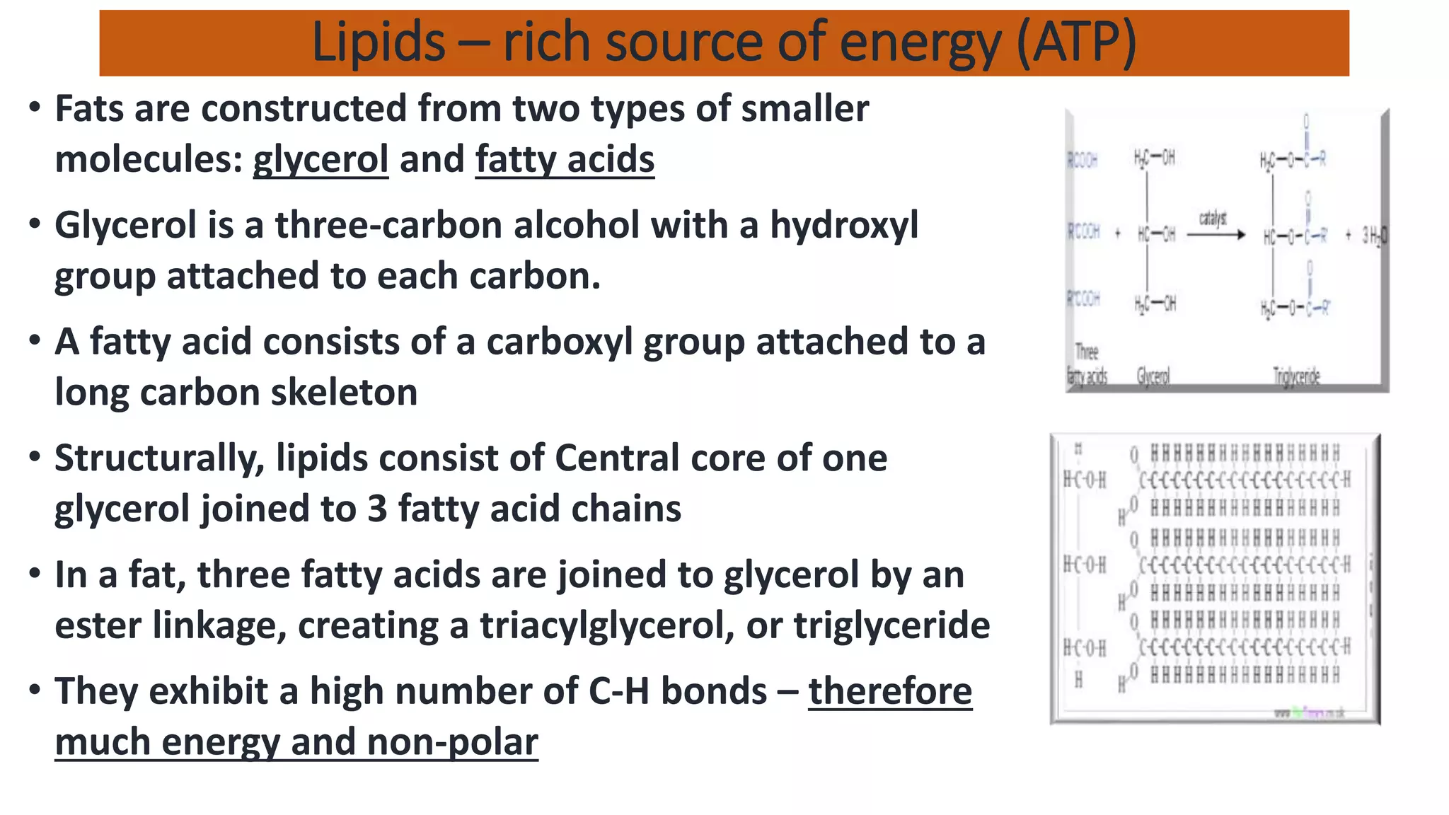 Lipids – rich source of energy (ATP)
• Fats are constructed from two types of smaller
molecules: glycerol and fatty acids
• Glycerol is a three-carbon alcohol with a hydroxyl
group attached to each carbon.
• A fatty acid consists of a carboxyl group attached to a
long carbon skeleton
• Structurally, lipids consist of Central core of one
glycerol joined to 3 fatty acid chains
• In a fat, three fatty acids are joined to glycerol by an
ester linkage, creating a triacylglycerol, or triglyceride
• They exhibit a high number of C-H bonds – therefore
much energy and non-polar
 
