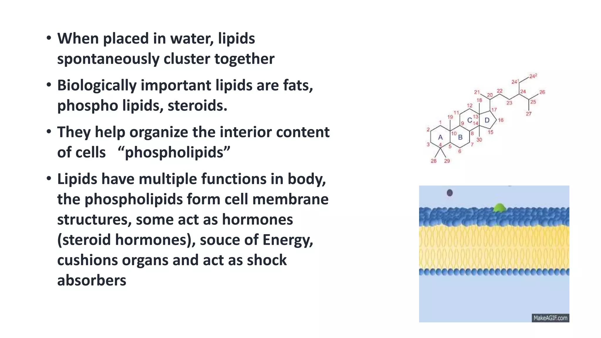 • When placed in water, lipids
spontaneously cluster together
• Biologically important lipids are fats,
phospho lipids, steroids.
• They help organize the interior content
of cells “phospholipids”
• Lipids have multiple functions in body,
the phospholipids form cell membrane
structures, some act as hormones
(steroid hormones), souce of Energy,
cushions organs and act as shock
absorbers
 