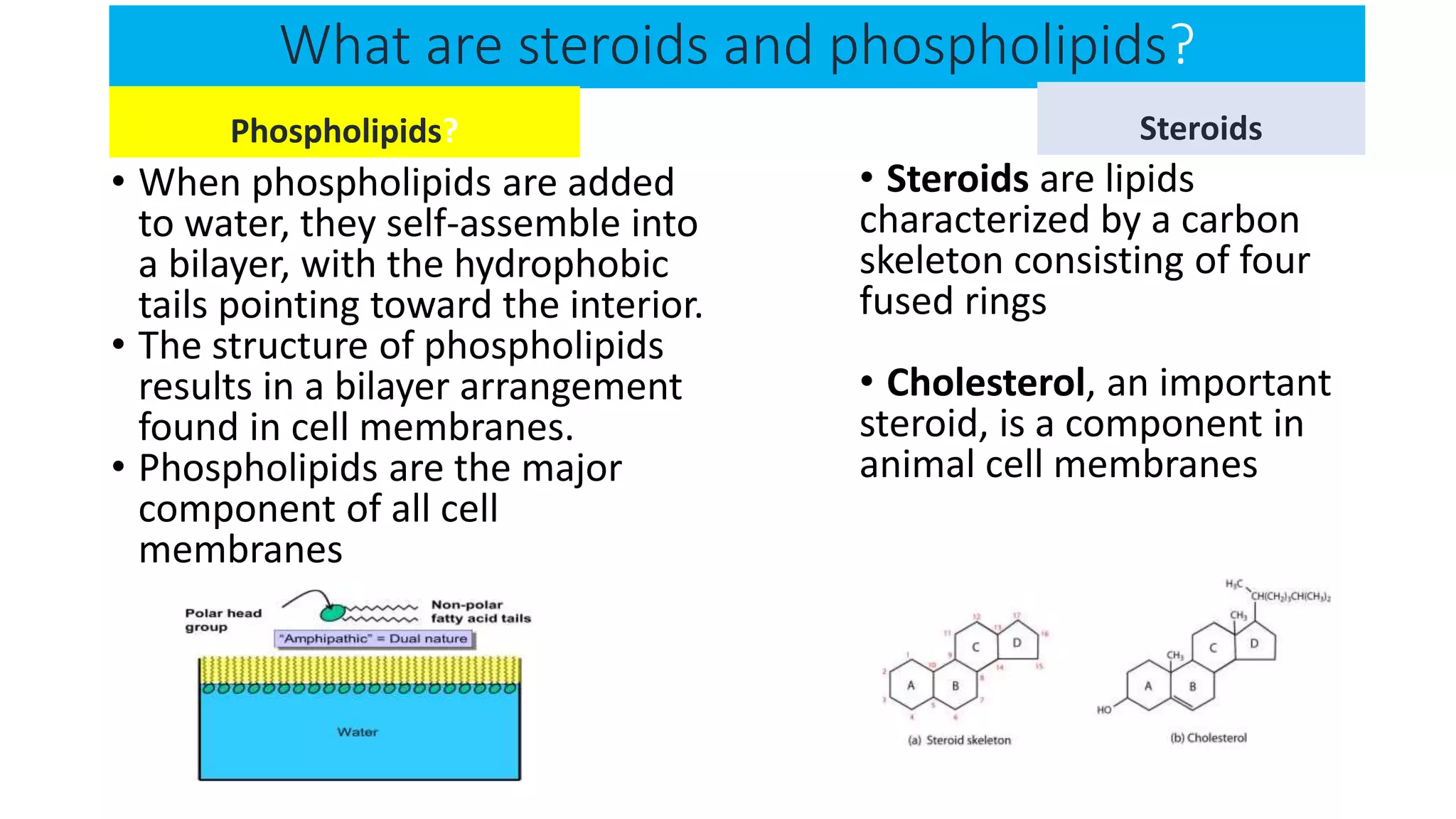 What are steroids and phospholipids?
Phospholipids?
• When phospholipids are added
to water, they self-assemble into
a bilayer, with the hydrophobic
tails pointing toward the interior.
• The structure of phospholipids
results in a bilayer arrangement
found in cell membranes.
• Phospholipids are the major
component of all cell
membranes
Steroids
• Steroids are lipids
characterized by a carbon
skeleton consisting of four
fused rings
• Cholesterol, an important
steroid, is a component in
animal cell membranes
 