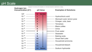 pH Scale
 
