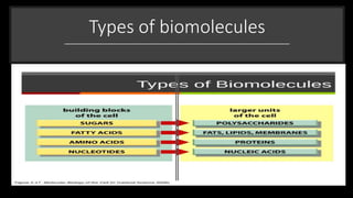 Types of biomolecules
 