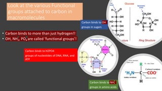 Look at the various Functional
groups attached to carbon in
macromolecules
• Carbon binds to more than just hydrogen!!
• OH, NH2, PO4 are called ‘functional groups’!
Carbon binds to NH2
groups in amino acids
Carbon binds to OH
groups in sugars
Carbon binds to H2PO4
groups of nucleotides of DNA, RNA, and
ATP
 