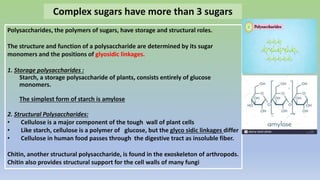 Polysaccharides, the polymers of sugars, have storage and structural roles.
The structure and function of a polysaccharide are determined by its sugar
monomers and the positions of glyosidic linkages.
1. Storage polysaccharides :
Starch, a storage polysaccharide of plants, consists entirely of glucose
monomers.
The simplest form of starch is amylose
2. Structural Polysaccharides:
• Cellulose is a major component of the tough wall of plant cells
• Like starch, cellulose is a polymer of glucose, but the glyco sidic linkages differ
• Cellulose in human food passes through the digestive tract as insoluble fiber.
Chitin, another structural polysaccharide, is found in the exoskeleton of arthropods.
Chitin also provides structural support for the cell walls of many fungi
Complex sugars have more than 3 sugars
 