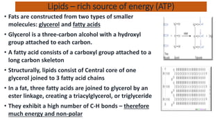 Lipids – rich source of energy (ATP)
• Fats are constructed from two types of smaller
molecules: glycerol and fatty acids
• Glycerol is a three-carbon alcohol with a hydroxyl
group attached to each carbon.
• A fatty acid consists of a carboxyl group attached to a
long carbon skeleton
• Structurally, lipids consist of Central core of one
glycerol joined to 3 fatty acid chains
• In a fat, three fatty acids are joined to glycerol by an
ester linkage, creating a triacylglycerol, or triglyceride
• They exhibit a high number of C-H bonds – therefore
much energy and non-polar
 