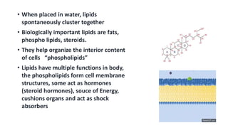 • When placed in water, lipids
spontaneously cluster together
• Biologically important lipids are fats,
phospho lipids, steroids.
• They help organize the interior content
of cells “phospholipids”
• Lipids have multiple functions in body,
the phospholipids form cell membrane
structures, some act as hormones
(steroid hormones), souce of Energy,
cushions organs and act as shock
absorbers
 