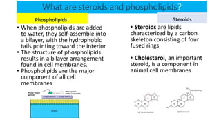 What are steroids and phospholipids?
Phospholipids?
• When phospholipids are added
to water, they self-assemble into
a bilayer, with the hydrophobic
tails pointing toward the interior.
• The structure of phospholipids
results in a bilayer arrangement
found in cell membranes.
• Phospholipids are the major
component of all cell
membranes
Steroids
• Steroids are lipids
characterized by a carbon
skeleton consisting of four
fused rings
• Cholesterol, an important
steroid, is a component in
animal cell membranes
 