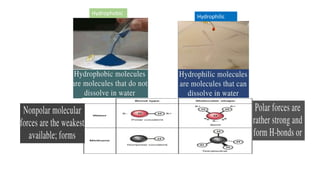 Hydrophobic
Hydrophilic
 