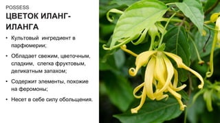 POSSESS
ЦВЕТОК ИЛАНГ-
ИЛАНГА
• Культовый ингредиент в
парфюмерии;
• Обладает свежим, цветочным,
сладким, слегка фруктовым,
деликатным запахом;
• Содержит элементы, похожие
на феромоны;
• Несет в себе силу обольщения.
 