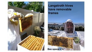 Introduction to bees and beekeeping | PPTX