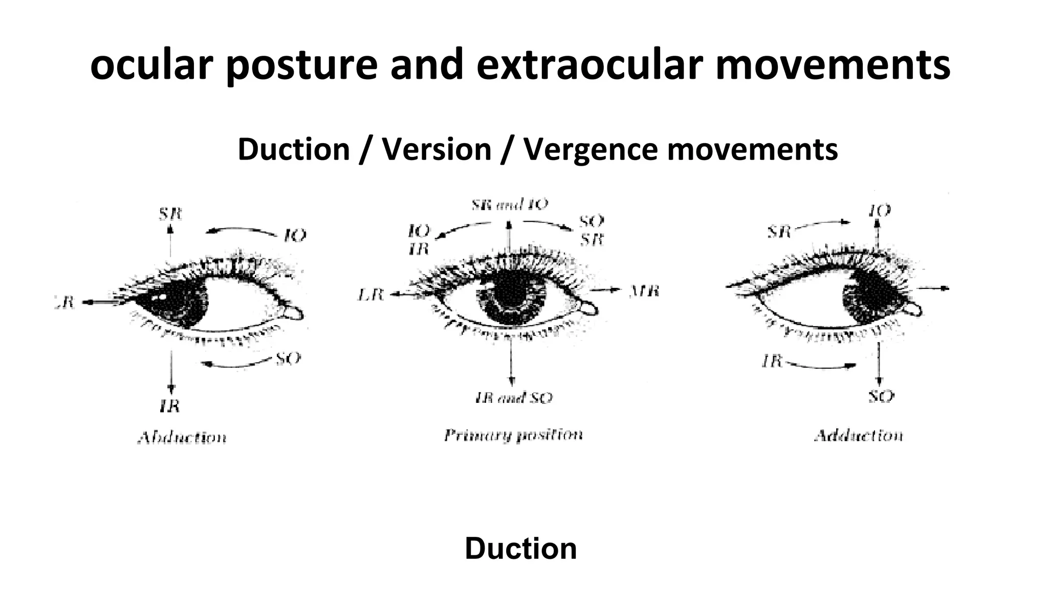 ocular posture and extraocular movements
Duction / Version / Vergence movements
Duction
 