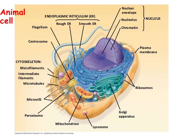 Introduction to biochemistry