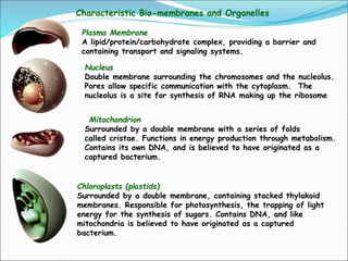 Characteristic Bio-membranes and Organelles
Mitochondrion
Surrounded by a double membrane with a series of folds
called cristae. Functions in energy production through metabolism.
Contains its own DNA, and is believed to have originated as a
captured bacterium.
Plasma Membrane
A lipid/protein/carbohydrate complex, providing a barrier and
containing transport and signaling systems.
Nucleus
Double membrane surrounding the chromosomes and the nucleolus.
Pores allow specific communication with the cytoplasm. The
nucleolus is a site for synthesis of RNA making up the ribosome
Chloroplasts (plastids)
Surrounded by a double membrane, containing stacked thylakoid
membranes. Responsible for photosynthesis, the trapping of light
energy for the synthesis of sugars. Contains DNA, and like
mitochondria is believed to have originated as a captured
bacterium.
 