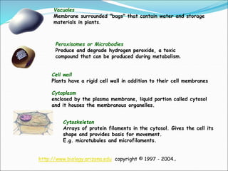 Vacuoles
Membrane surrounded "bags" that contain water and storage
materials in plants.
Peroxisomes or Microbodies
Produce and degrade hydrogen peroxide, a toxic
compound that can be produced during metabolism.
Cell wall
Plants have a rigid cell wall in addition to their cell membranes
Cytoplasm
enclosed by the plasma membrane, liquid portion called cytosol
and it houses the membranous organelles.
Cytoskeleton
Arrays of protein filaments in the cytosol. Gives the cell its
shape and provides basis for movement.
E.g. microtubules and microfilaments.
http://www.biology.arizona.edu copyright © 1997 - 2004..
 