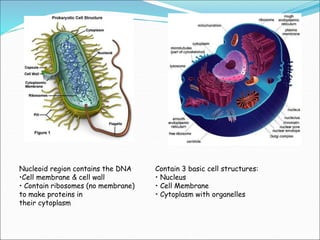 Nucleoid region contains the DNA
•Cell membrane & cell wall
• Contain ribosomes (no membrane)
to make proteins in
their cytoplasm
Contain 3 basic cell structures:
• Nucleus
• Cell Membrane
• Cytoplasm with organelles
 