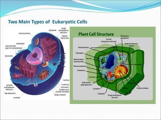 Two Main Types of Eukaryotic Cells
 