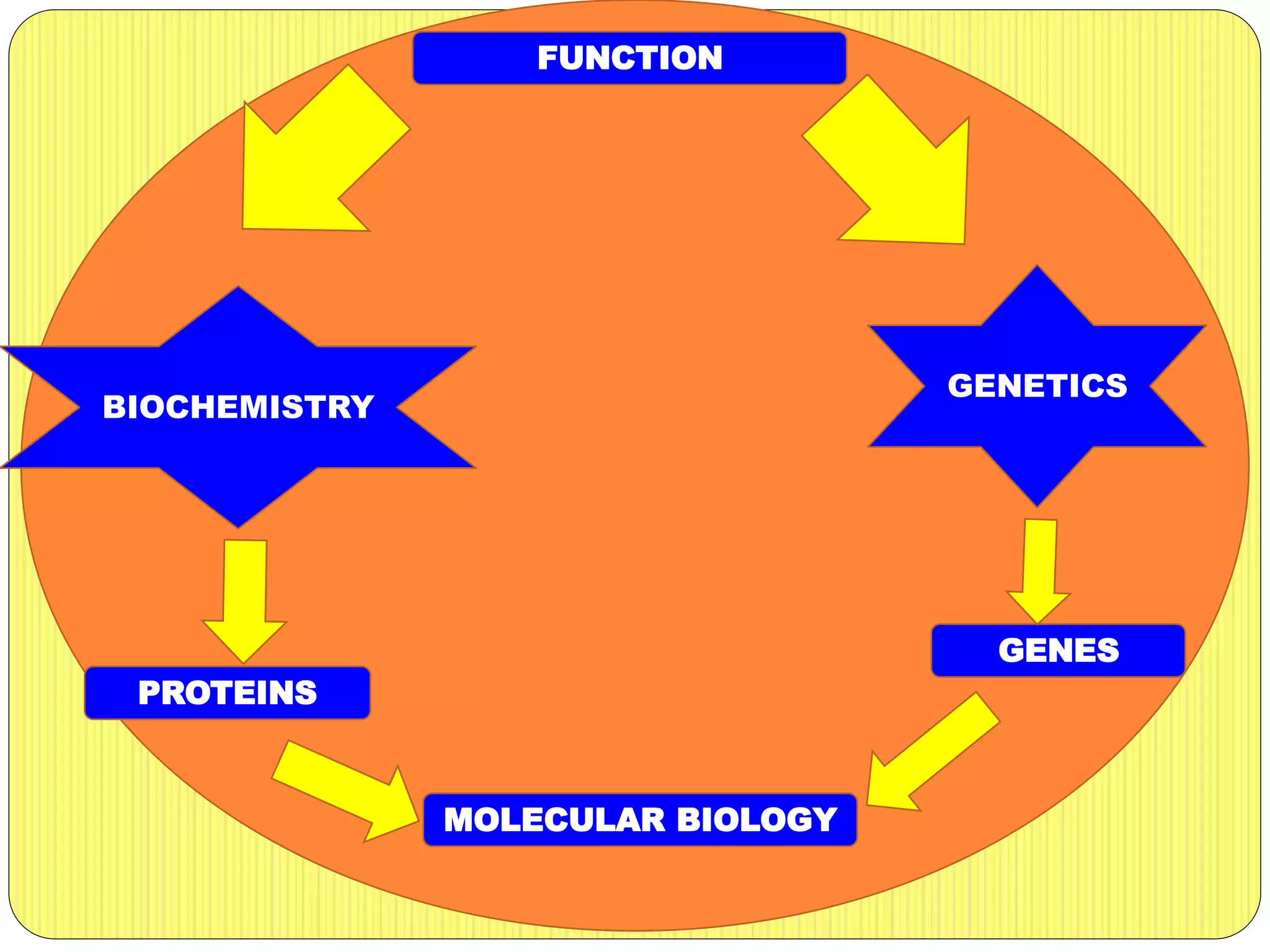 FUNCTION
BIOCHEMISTRY
GENETICS
MOLECULAR BIOLOGY
PROTEINS
GENES
 
