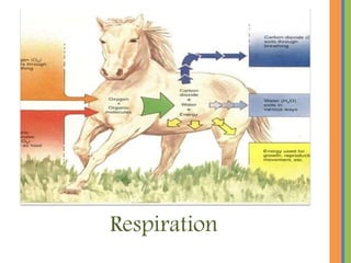 Respiration
 