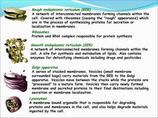.
Rough endoplasmic reticulum (RER)
A network of interconnected membranes forming channels within the
cell. Covered with ribosomes (causing the "rough" appearance) which
are in the process of synthesizing proteins for secretion or
localization in membranes.
Ribosomes
Protein and RNA complex responsible for protein synthesis
Smooth endoplasmic reticulum (SER)
A network of interconnected membranes forming channels within the
cell. A site for synthesis and metabolism of lipids. Also contains
enzymes for detoxifying chemicals including drugs and pesticides.
Golgi apparatus
A series of stacked membranes. Vesicles (small membrane
surrounded bags) carry materials from the RER to the Golgi
apparatus. Vesicles move between the stacks while the proteins are
"processed" to a mature form. Vesicles then carry newly formed
membrane and secreted proteins to their final destinations including
secretion or membrane localization.
Lysosymes
A membrane bound organelle that is responsible for degrading
proteins and membranes in the cell, and also helps degrade materials
ingested by the cell.
 