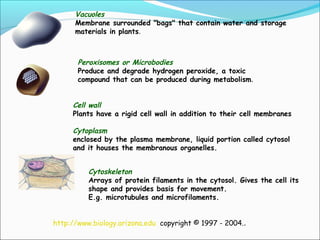 Vacuoles
Membrane surrounded "bags" that contain water and storage
materials in plants.
Peroxisomes or Microbodies
Produce and degrade hydrogen peroxide, a toxic
compound that can be produced during metabolism.
Cell wall
Plants have a rigid cell wall in addition to their cell membranes
Cytoplasm
enclosed by the plasma membrane, liquid portion called cytosol
and it houses the membranous organelles.
Cytoskeleton
Arrays of protein filaments in the cytosol. Gives the cell its
shape and provides basis for movement.
E.g. microtubules and microfilaments.
http://www.biology.arizona.edu copyright © 1997 - 2004..
 