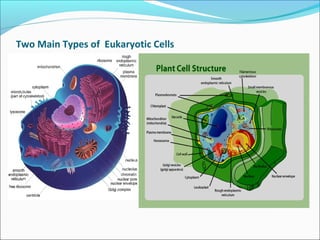 Two Main Types of Eukaryotic Cells
 