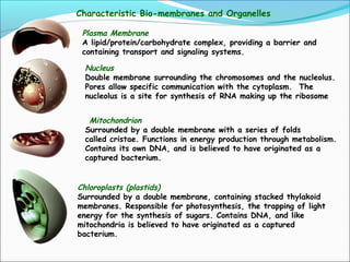 Characteristic Bio-membranes and Organelles
Mitochondrion
Surrounded by a double membrane with a series of folds
called cristae. Functions in energy production through metabolism.
Contains its own DNA, and is believed to have originated as a
captured bacterium.
Plasma Membrane
A lipid/protein/carbohydrate complex, providing a barrier and
containing transport and signaling systems.
Nucleus
Double membrane surrounding the chromosomes and the nucleolus.
Pores allow specific communication with the cytoplasm. The
nucleolus is a site for synthesis of RNA making up the ribosome
Chloroplasts (plastids)
Surrounded by a double membrane, containing stacked thylakoid
membranes. Responsible for photosynthesis, the trapping of light
energy for the synthesis of sugars. Contains DNA, and like
mitochondria is believed to have originated as a captured
bacterium.
 