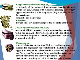 Difference Between Ser And Rer Introduction to biochemistry.ppt-pdf_shotrs! | PPTX